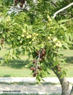 Wasnoten Start 150gr Met Waszakje - Zeepnoten - Natuurlijk Wassen -Schoonmaakserie Winkel 920x1200 2